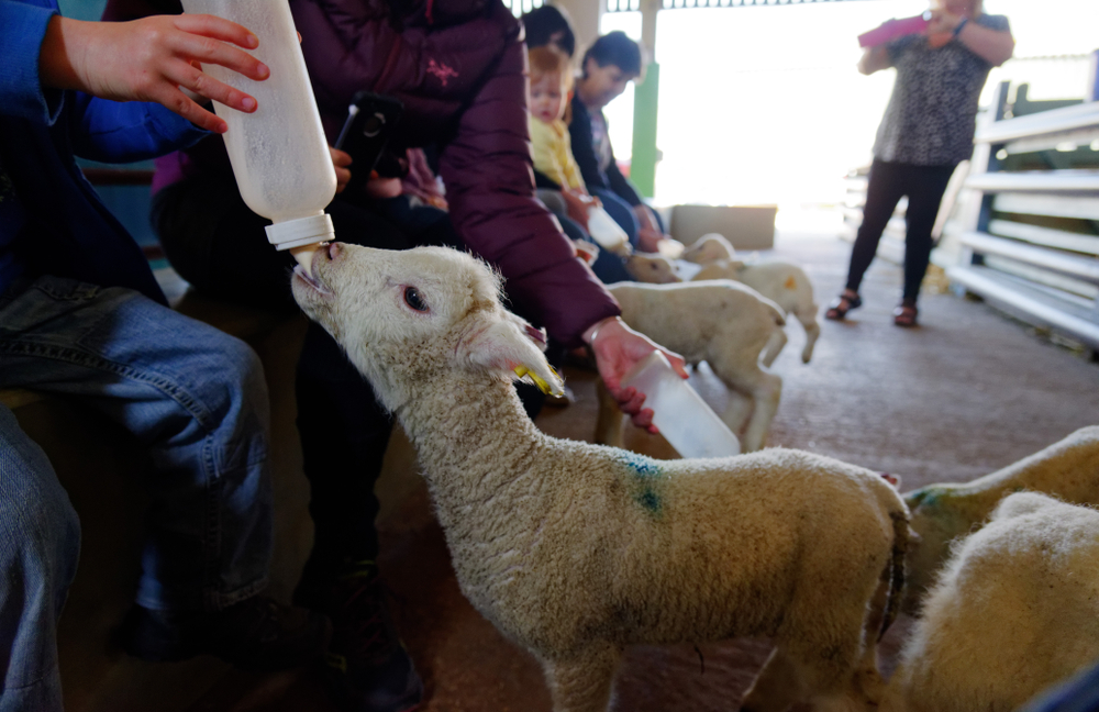 feeding a lamb at a farm on easter